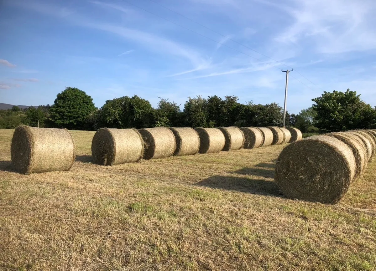HAY