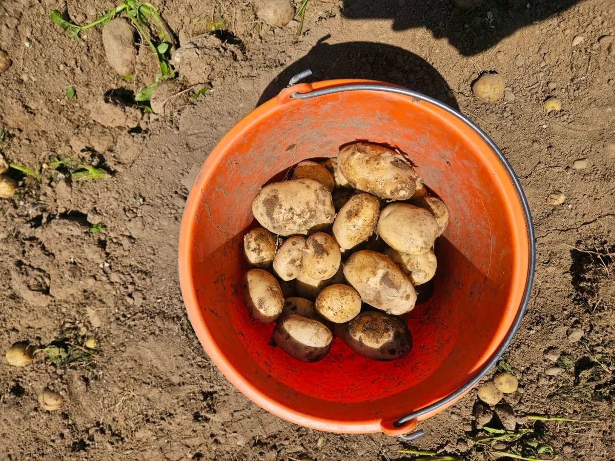New Season Queen potatoes - Image 3
