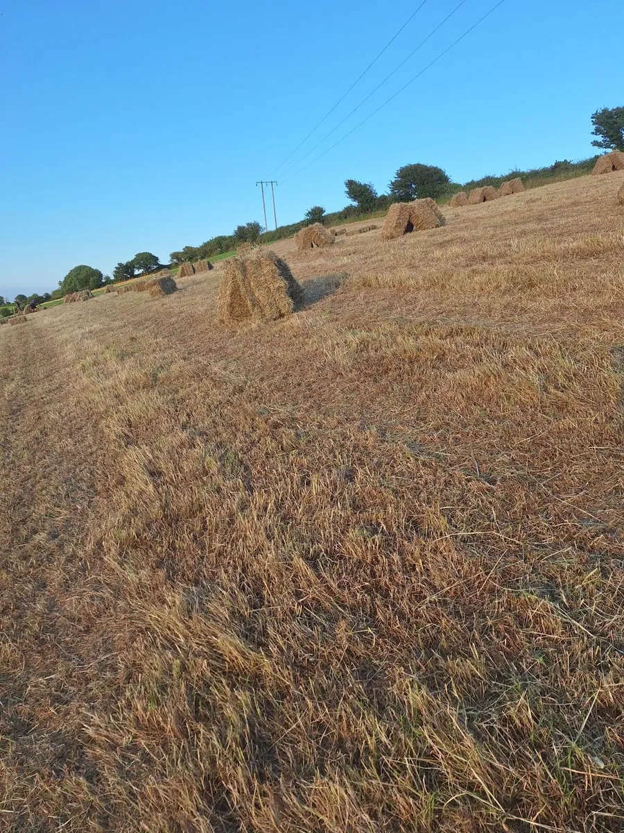 2026 Hay - Image 4
