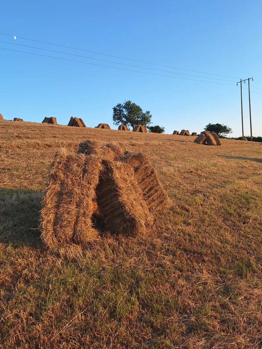 2026 Hay - Image 1