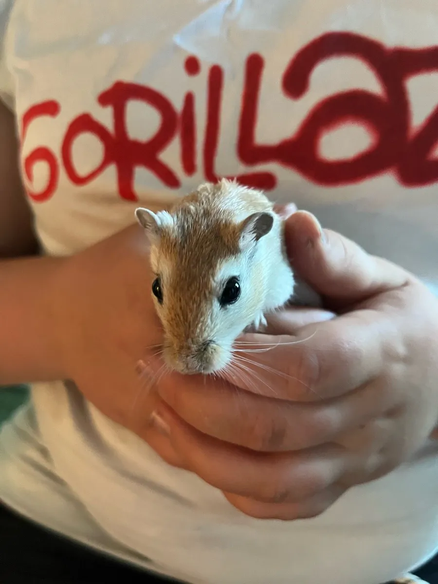 Gerbils - Image 2