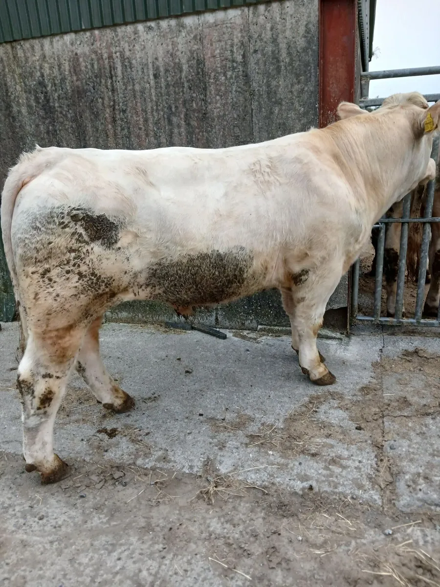 Pedigree charolais bulls - Image 2