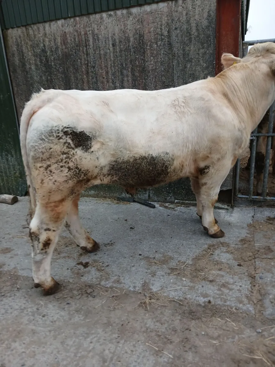 Pedigree charolais bulls - Image 3