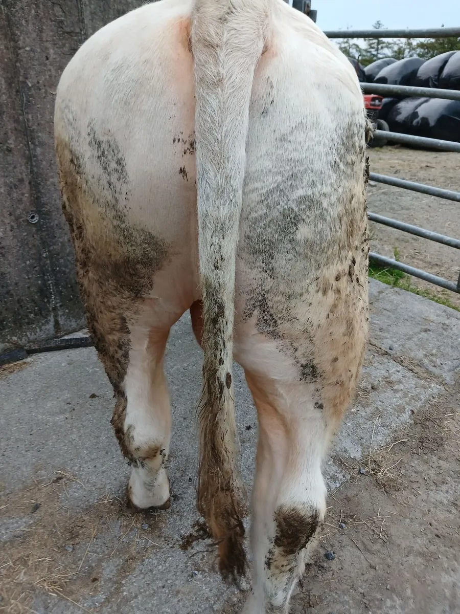 Pedigree charolais bulls - Image 4