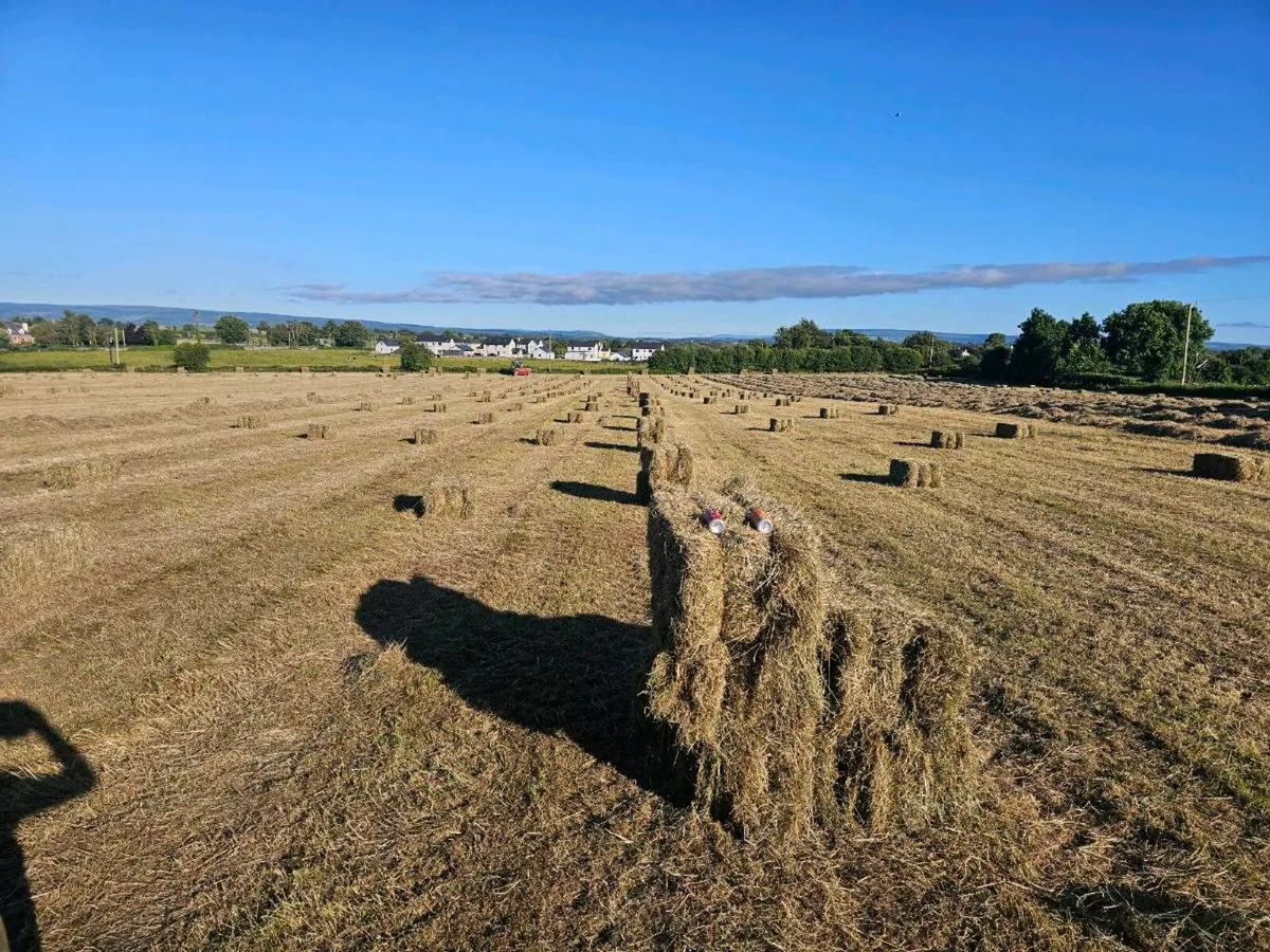 Hay - Image 1