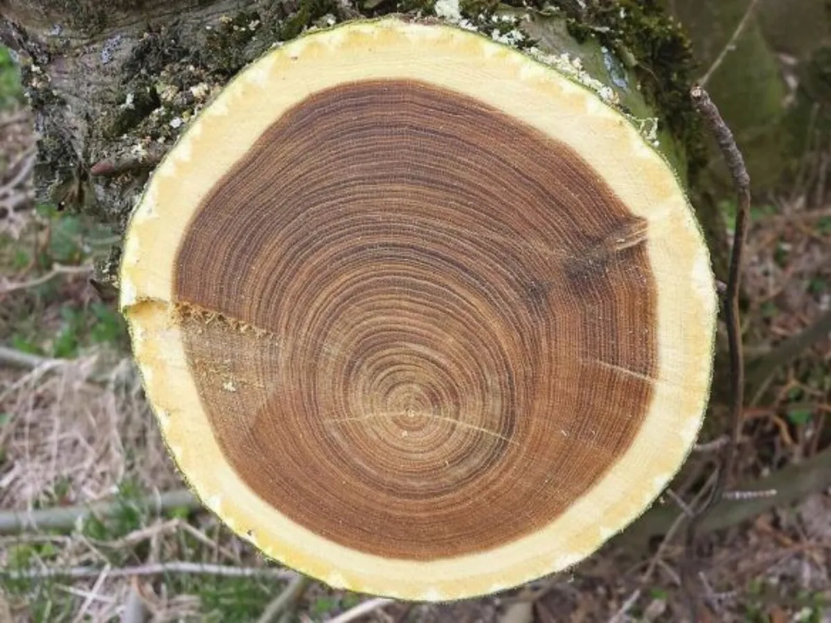Timber from Fruit Trees Wanted - Image 2