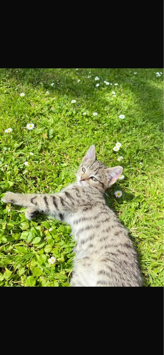 Kittens for sale - Image 1