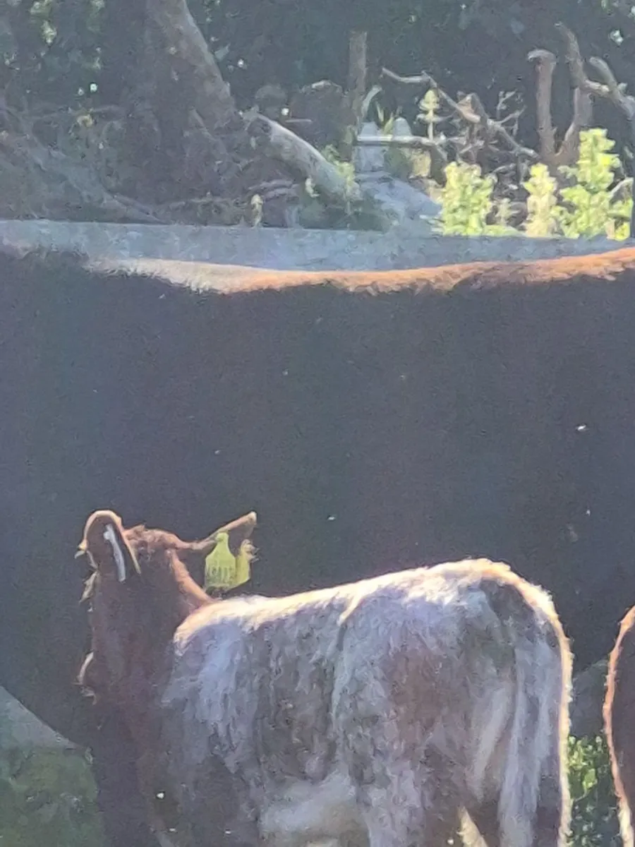 Cattle - Image 1