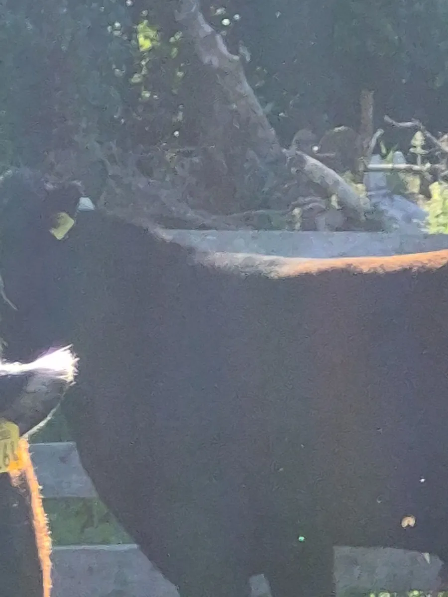 Cattle - Image 2