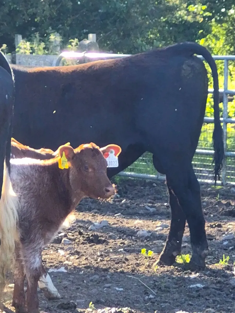 Cattle - Image 3