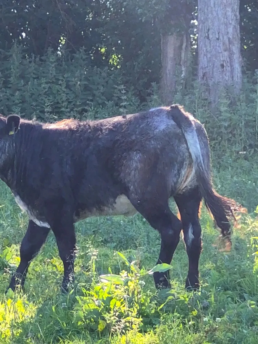 Cattle - Image 4