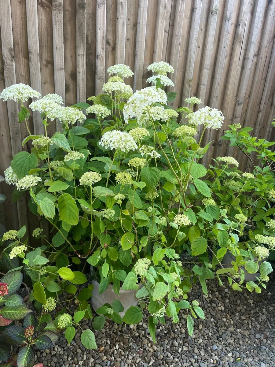 Hydrangea arborescens 'Annabelle - Image 3