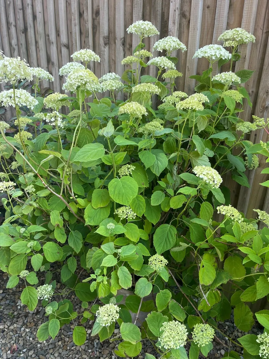 Hydrangea arborescens 'Annabelle - Image 4