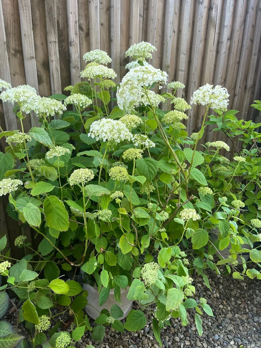 Hydrangea arborescens 'Annabelle - Image 1