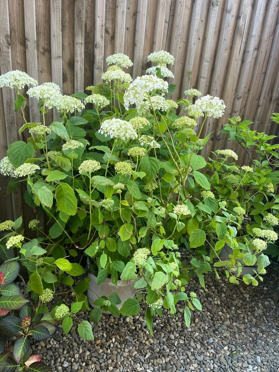 Hydrangea arborescens 'Annabelle - Image 2