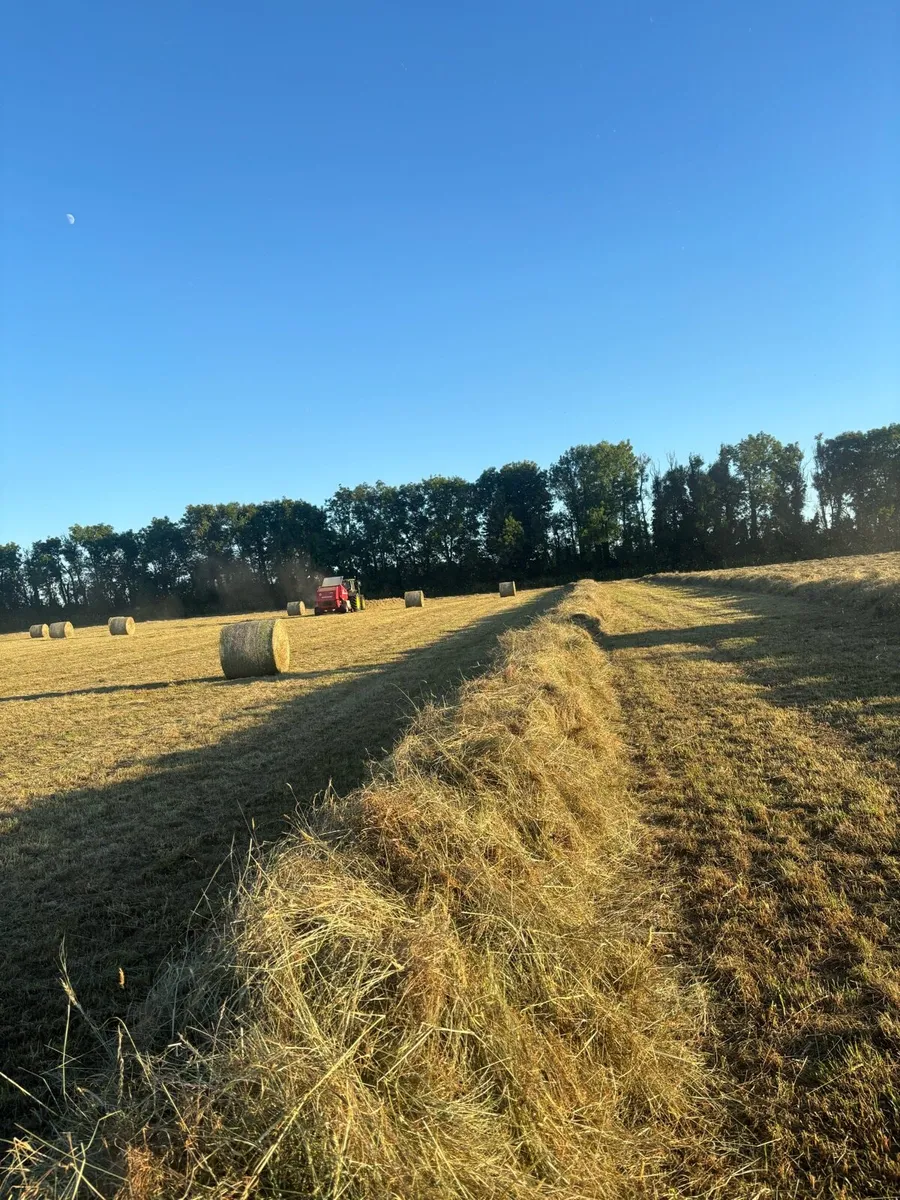4 X 4 top quality Hay - Image 3