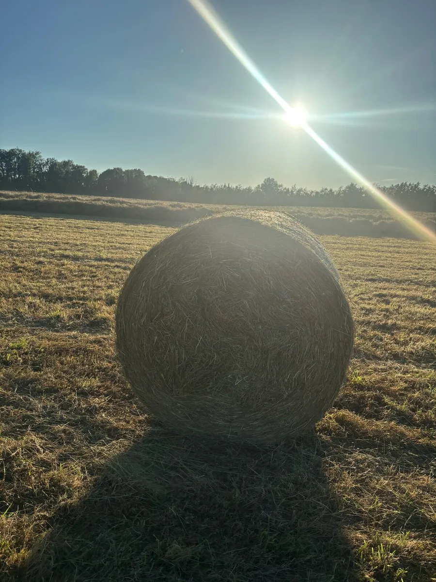 4 X 4 top quality Hay - Image 4