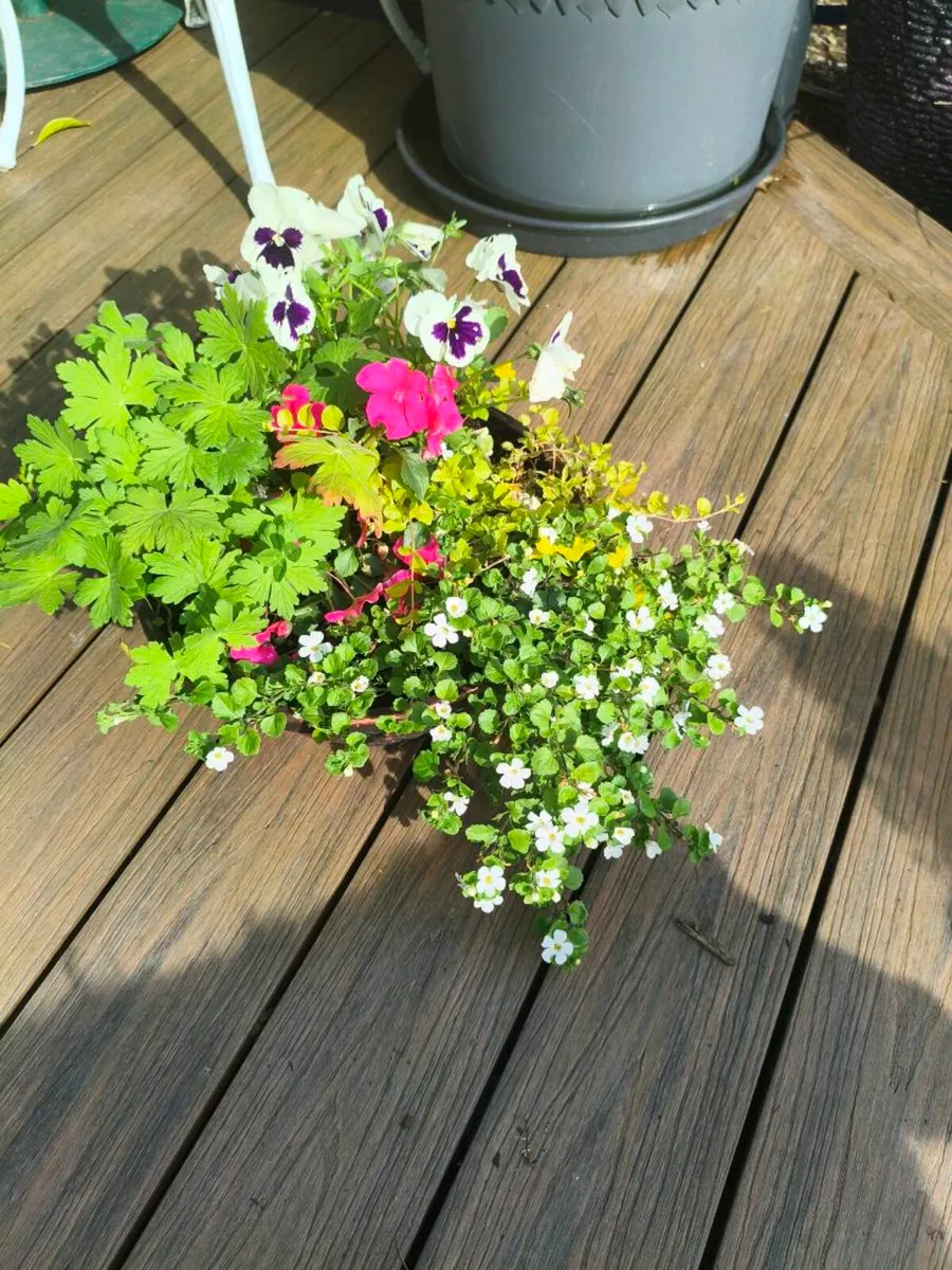 Beautiful pots from 10 euro - Image 2