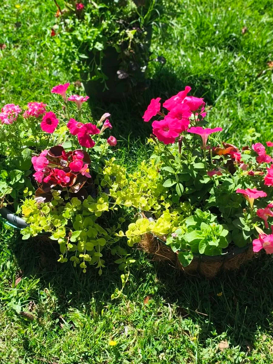 Beautiful pots from 10 euro - Image 3