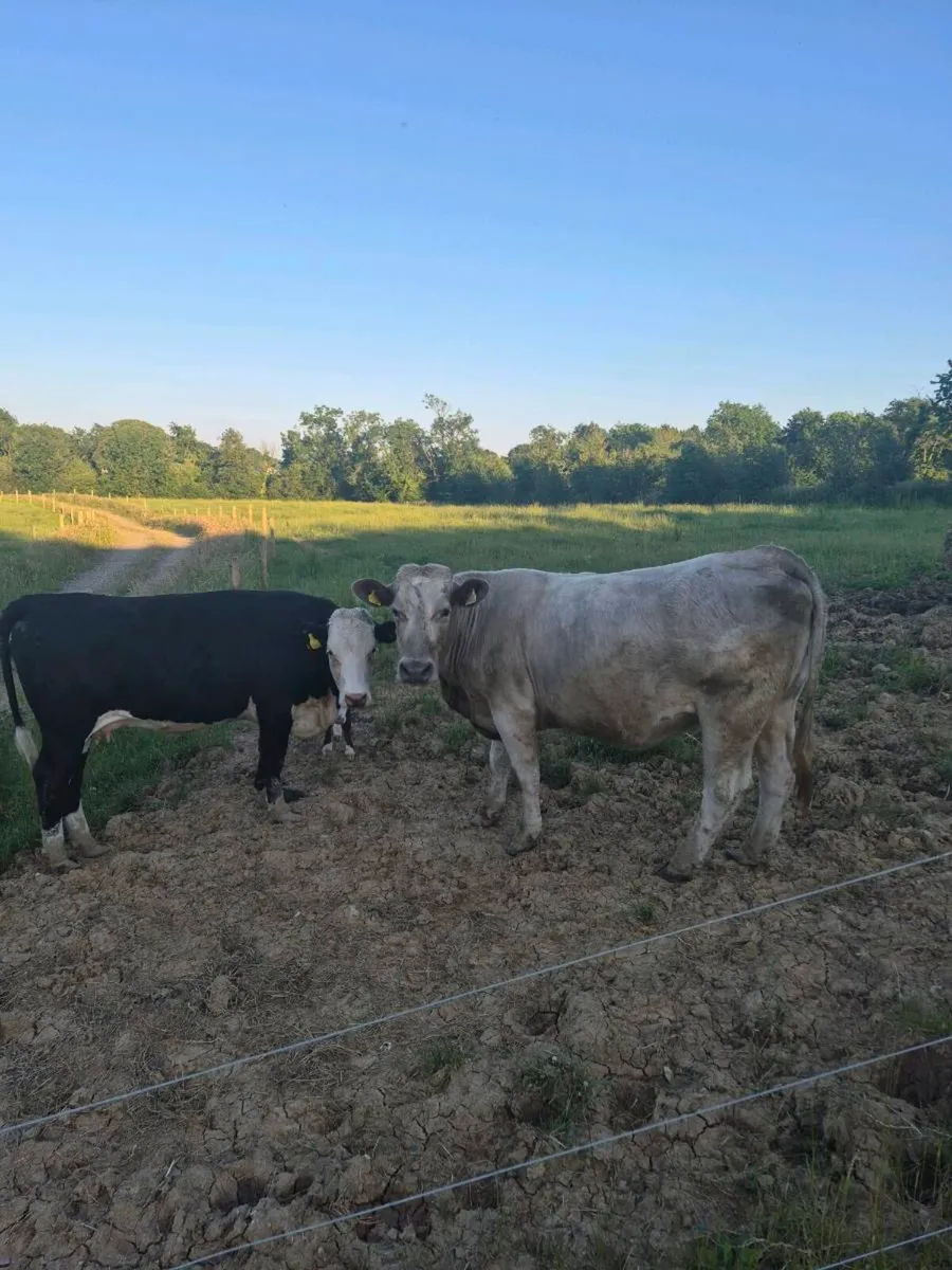 Incalf heifers - Image 1