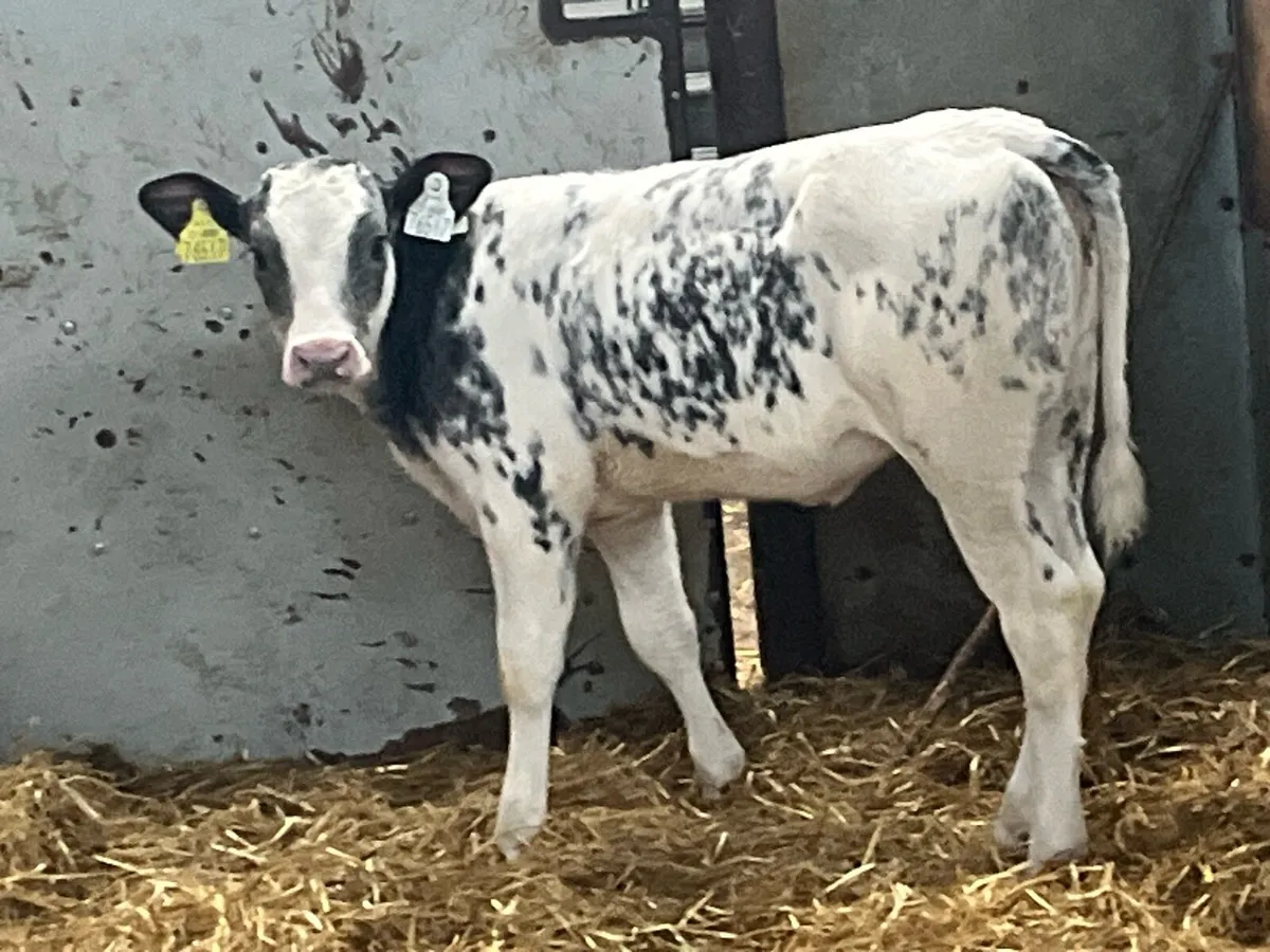 Super 2/3 Month Old BB Heifer Calves - Image 2