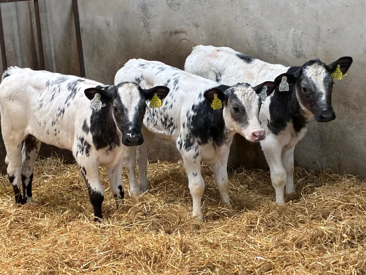 Super 2/3 Month Old BB Heifer Calves - Image 1