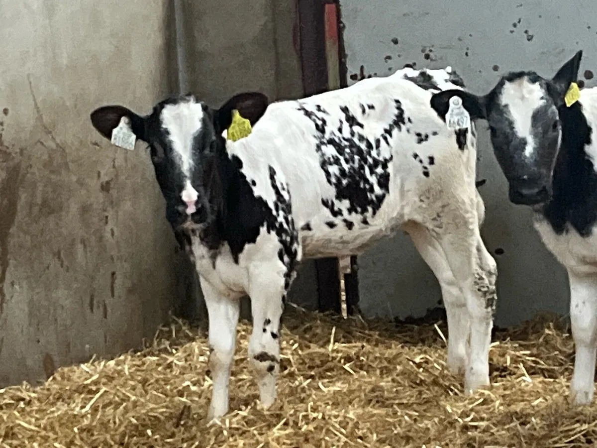 Super 2/3 Month Old BB Heifer Calves - Image 3