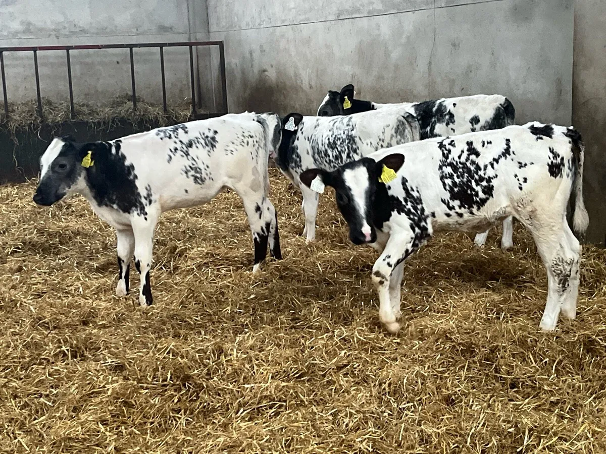Super 2/3 Month Old BB Heifer Calves - Image 4