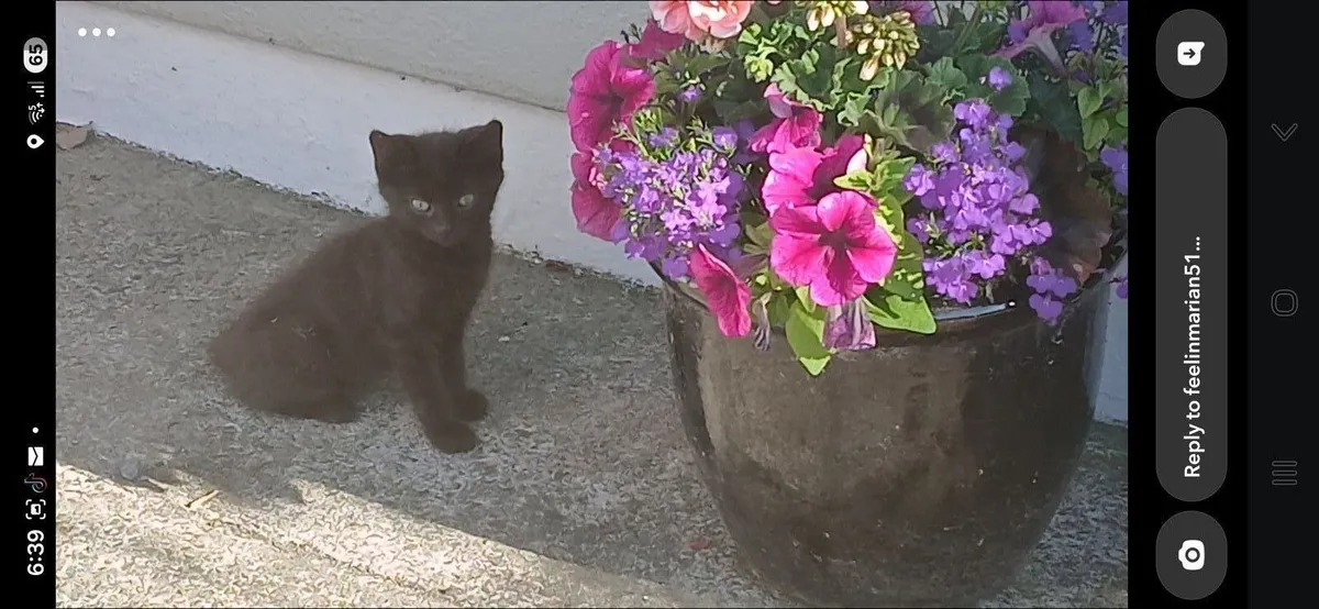 Kittens - Image 1