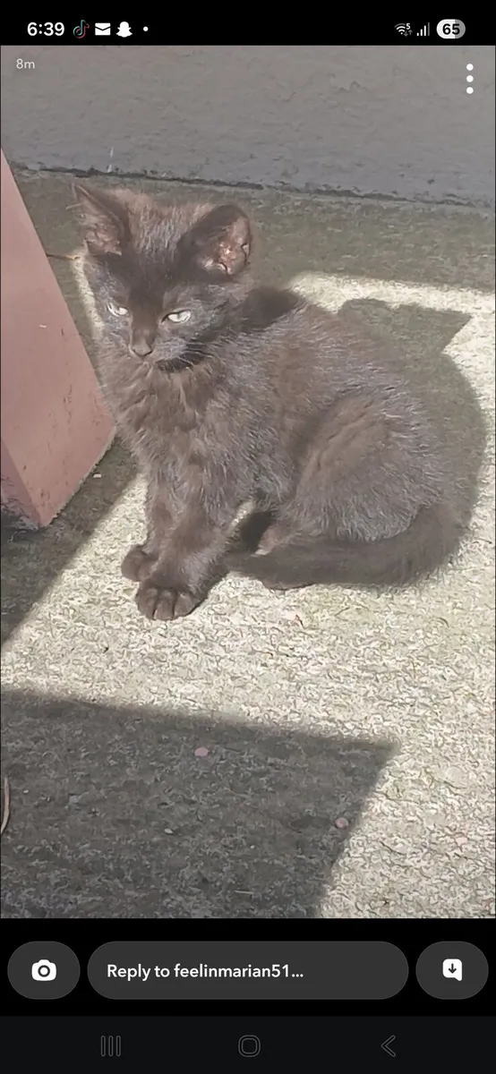 Kittens - Image 2