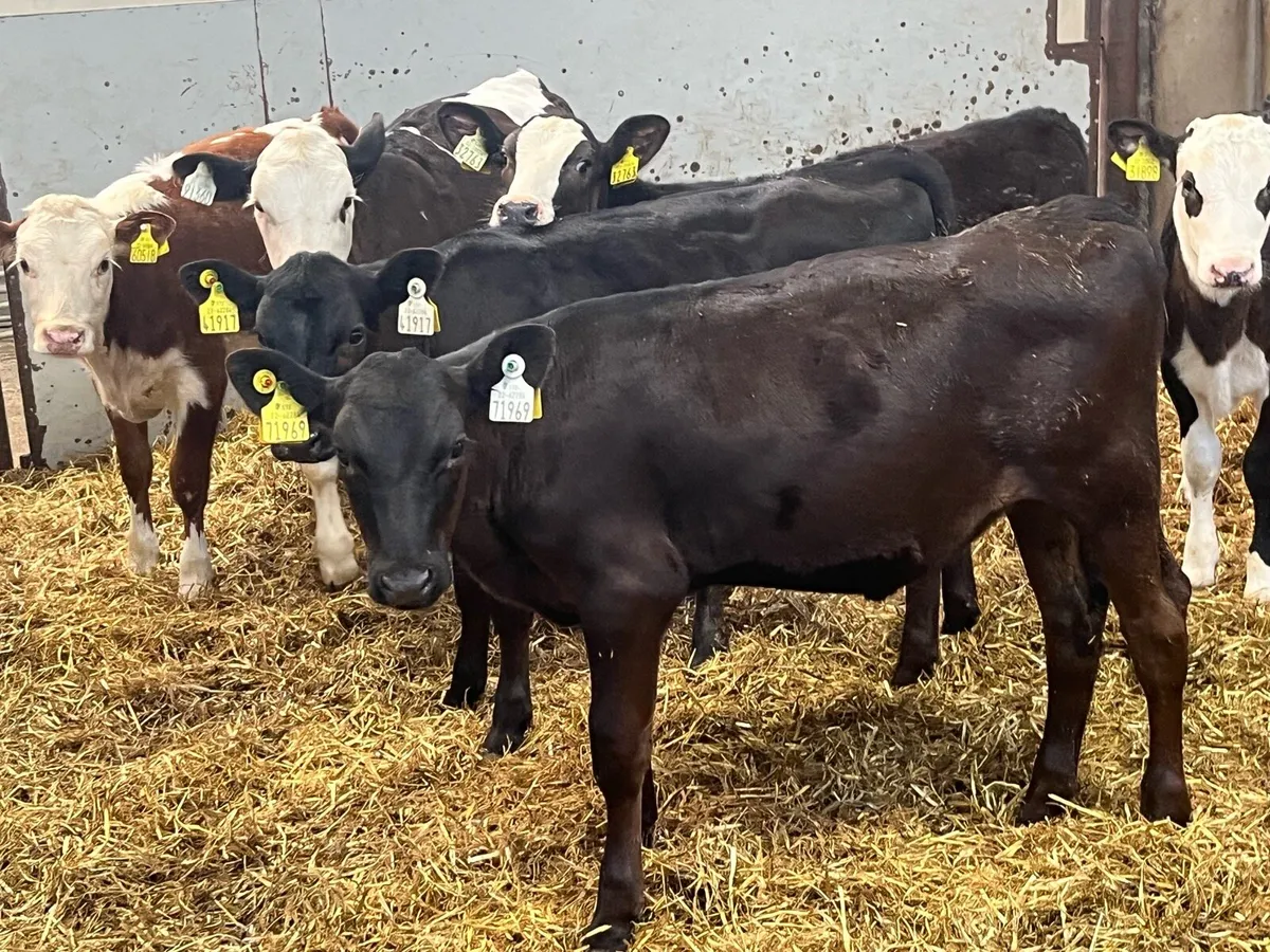 Super Angus & Hereford Heifer Runners - Image 1