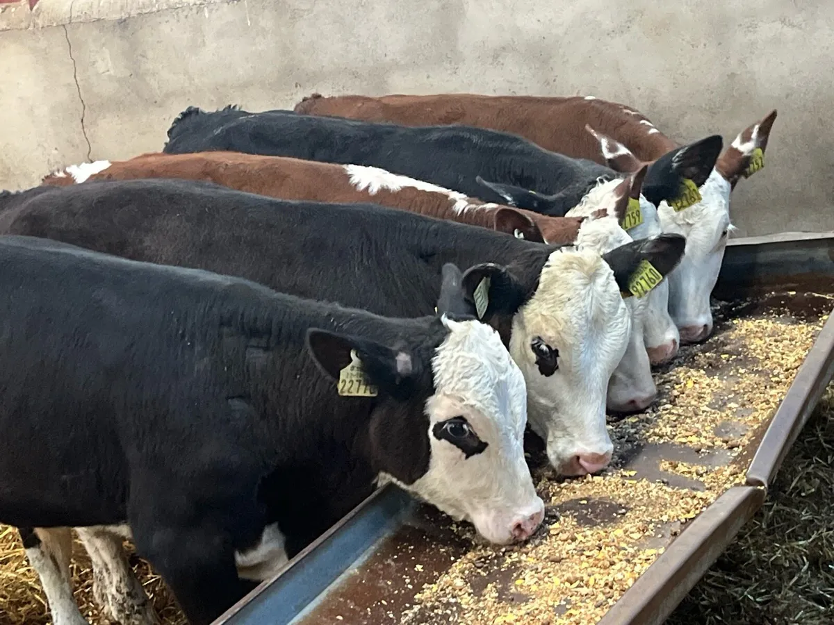 Super Hereford Grass Bull Runners - Image 1