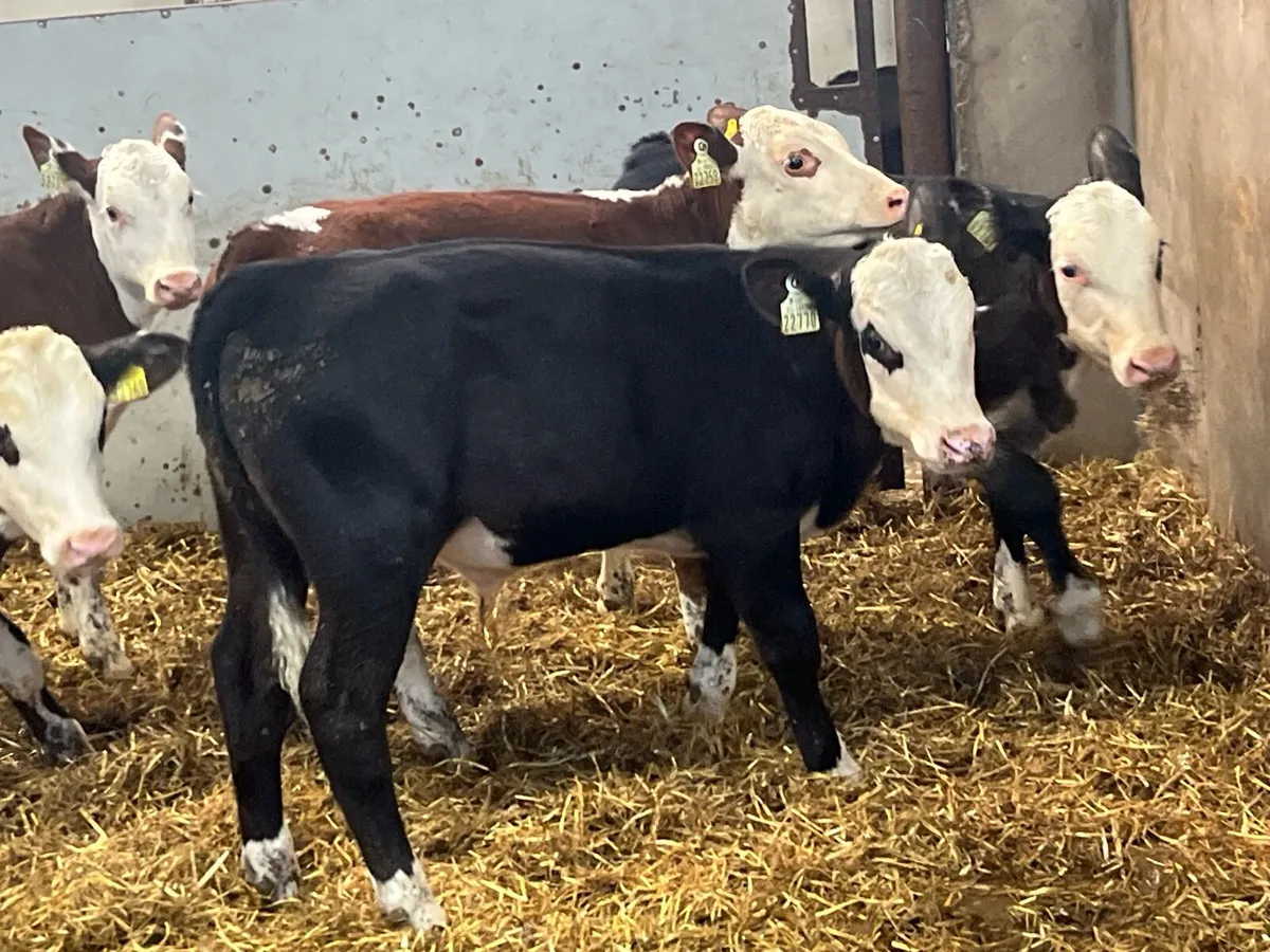 Super Hereford Grass Bull Runners - Image 2