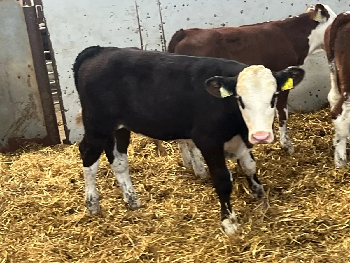 Super Hereford Grass Bull Runners - Image 4