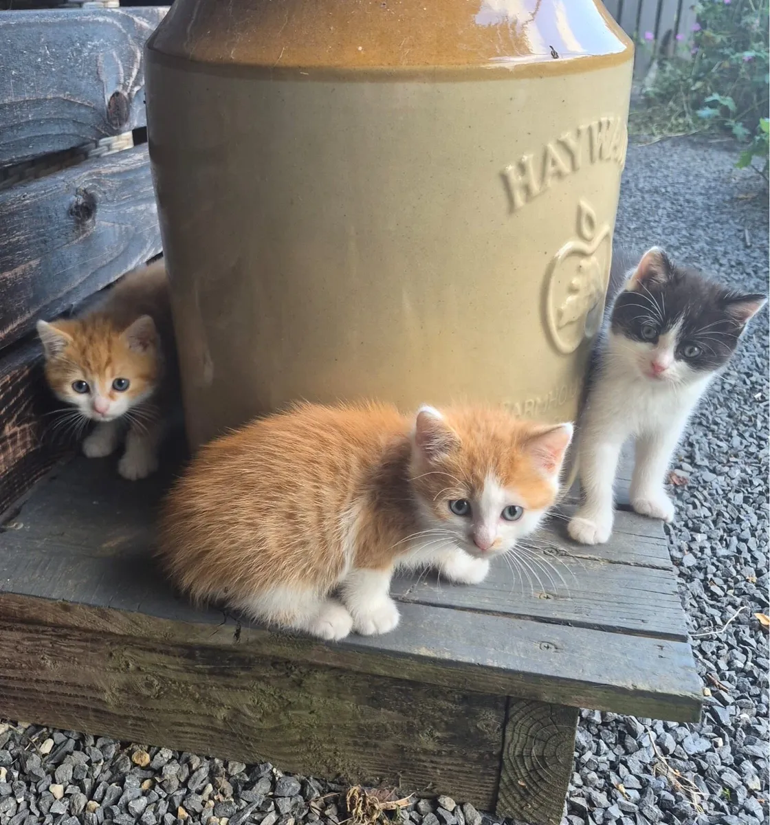 Kittens - Image 1