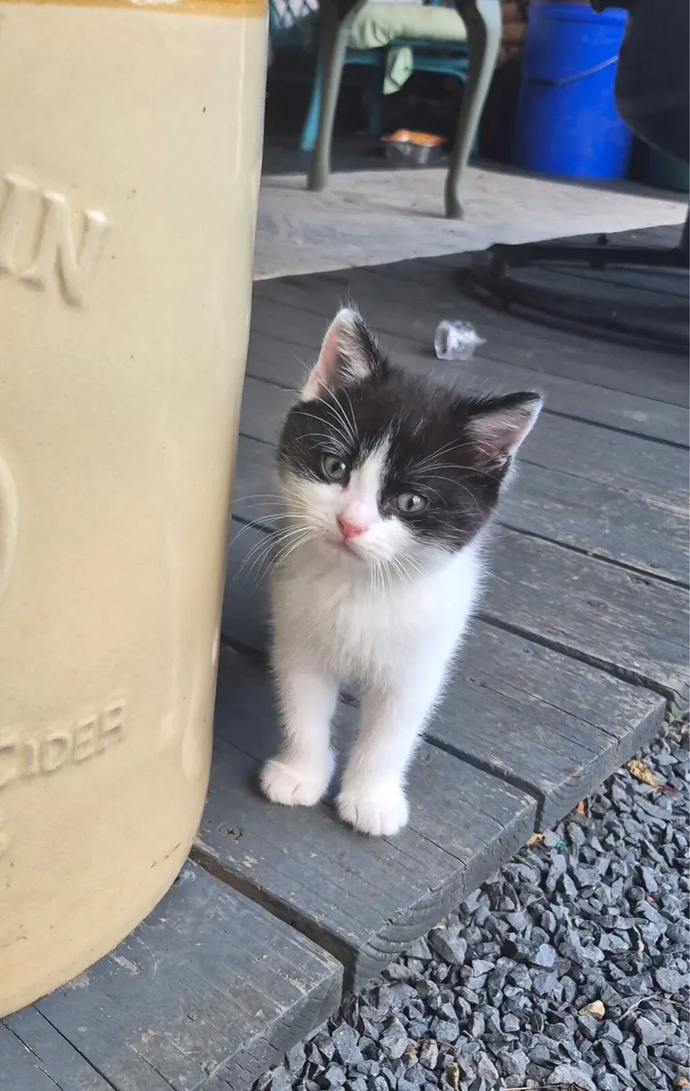 Kittens - Image 2