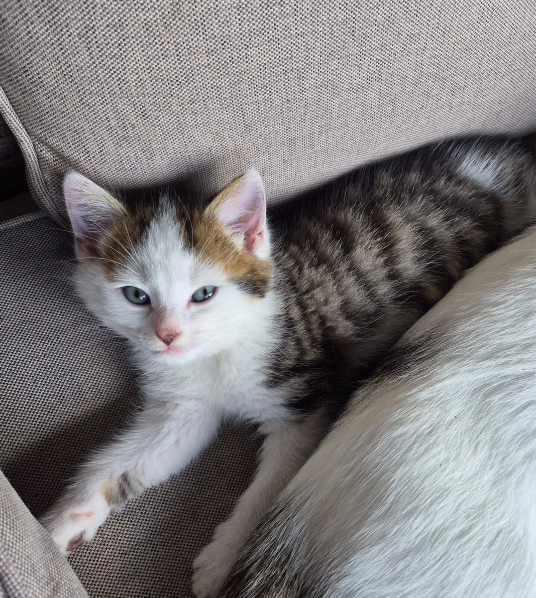 Kittens - Image 3