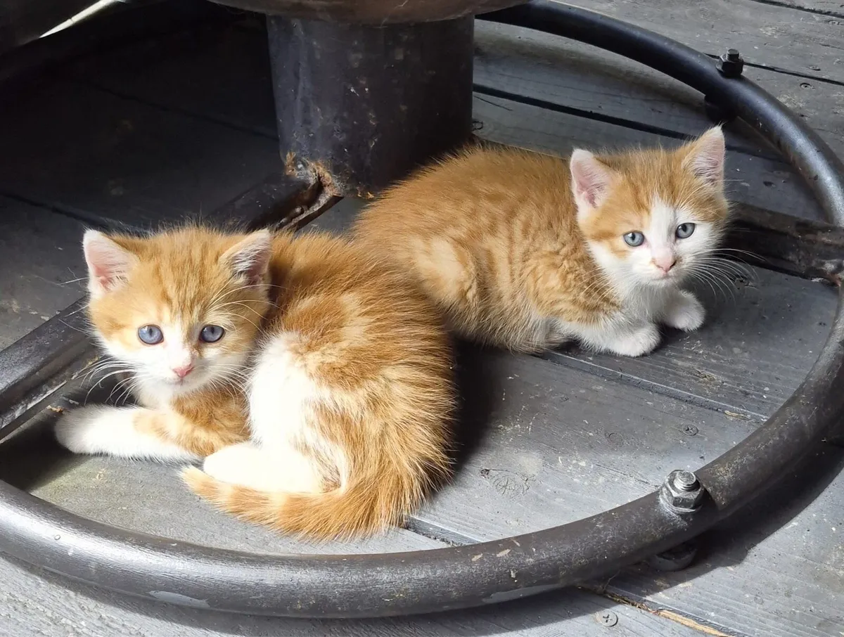 Kittens - Image 4