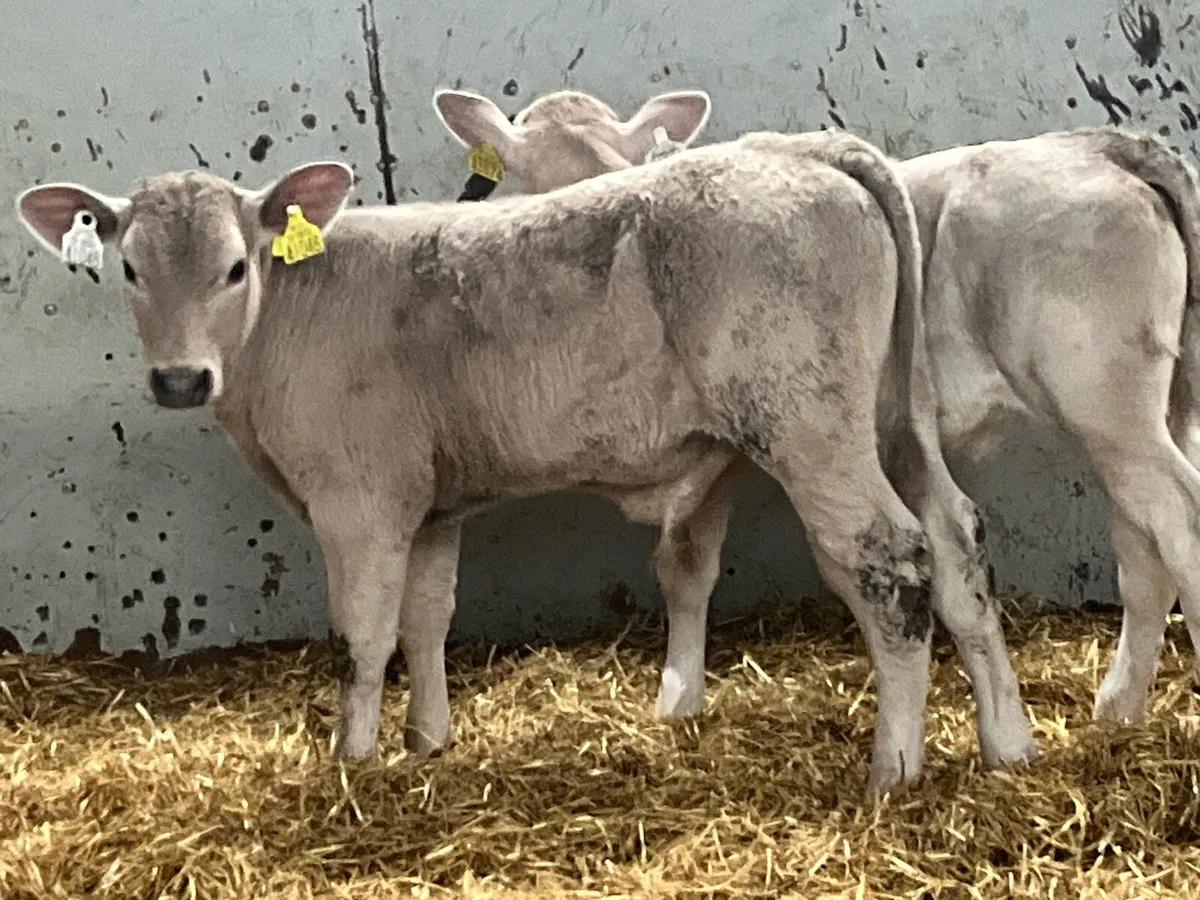 Super Charolais Calves - Image 2