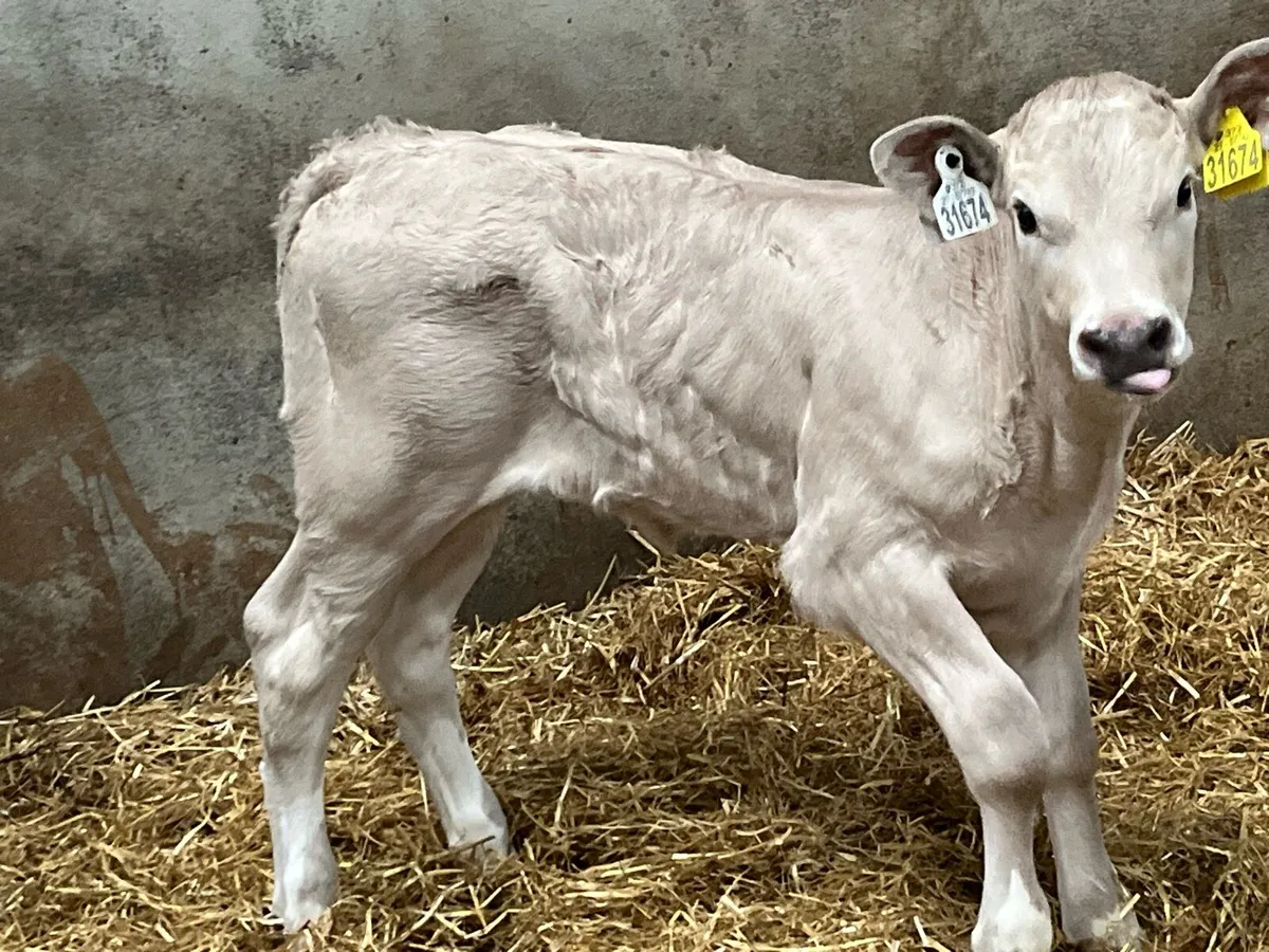 Super Charolais Calves - Image 1