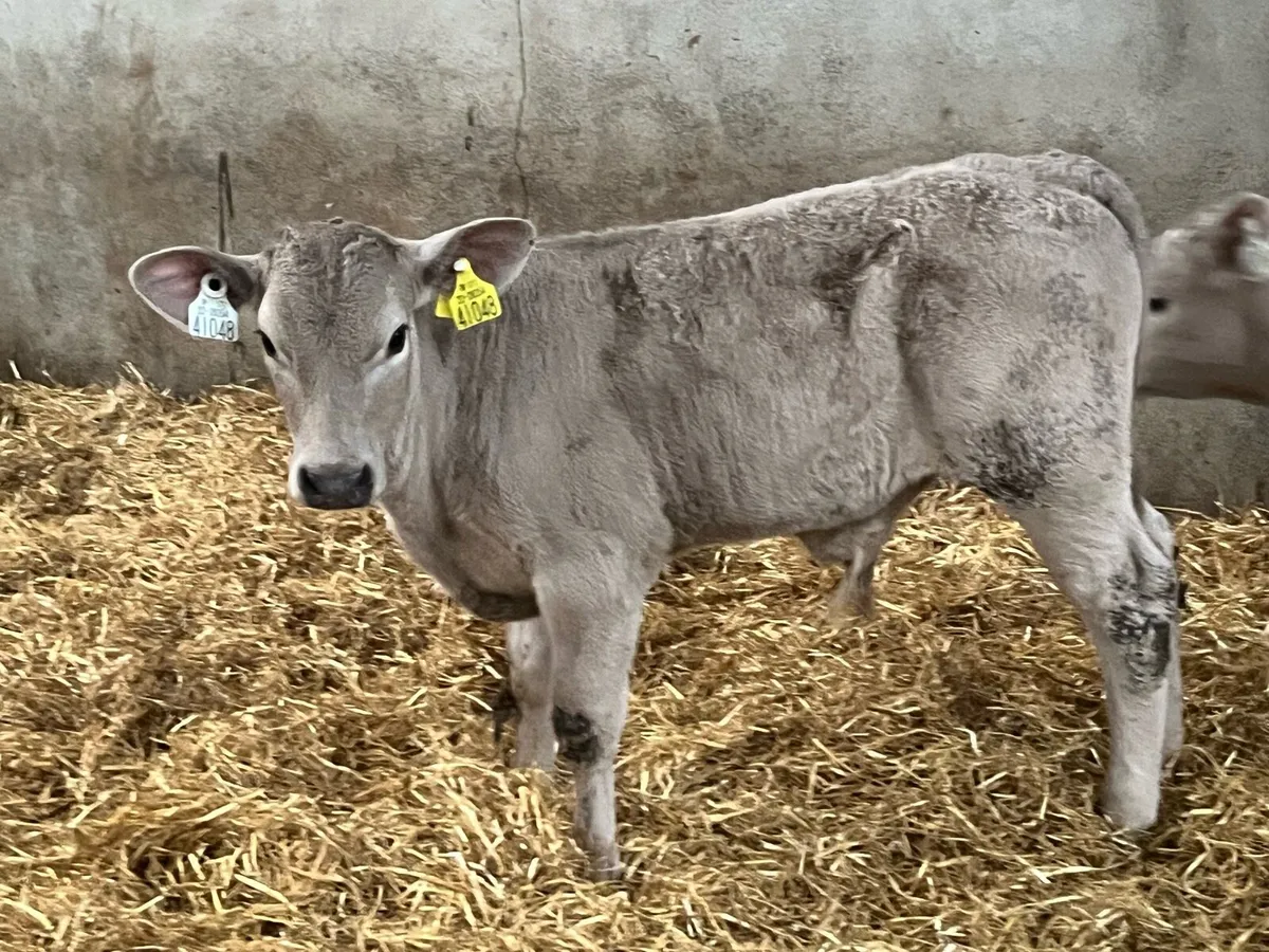 Super Charolais Calves - Image 3