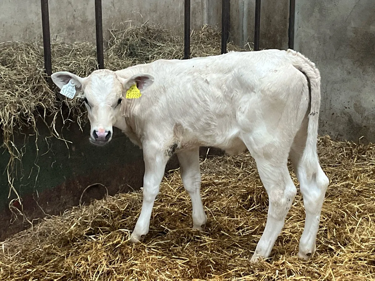 Super Charolais Calves - Image 4