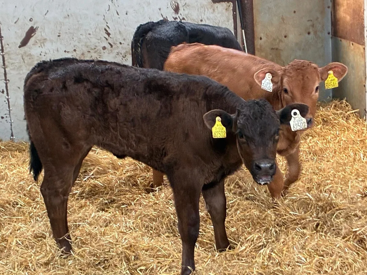 Super LIM Heifer Calves - Image 1