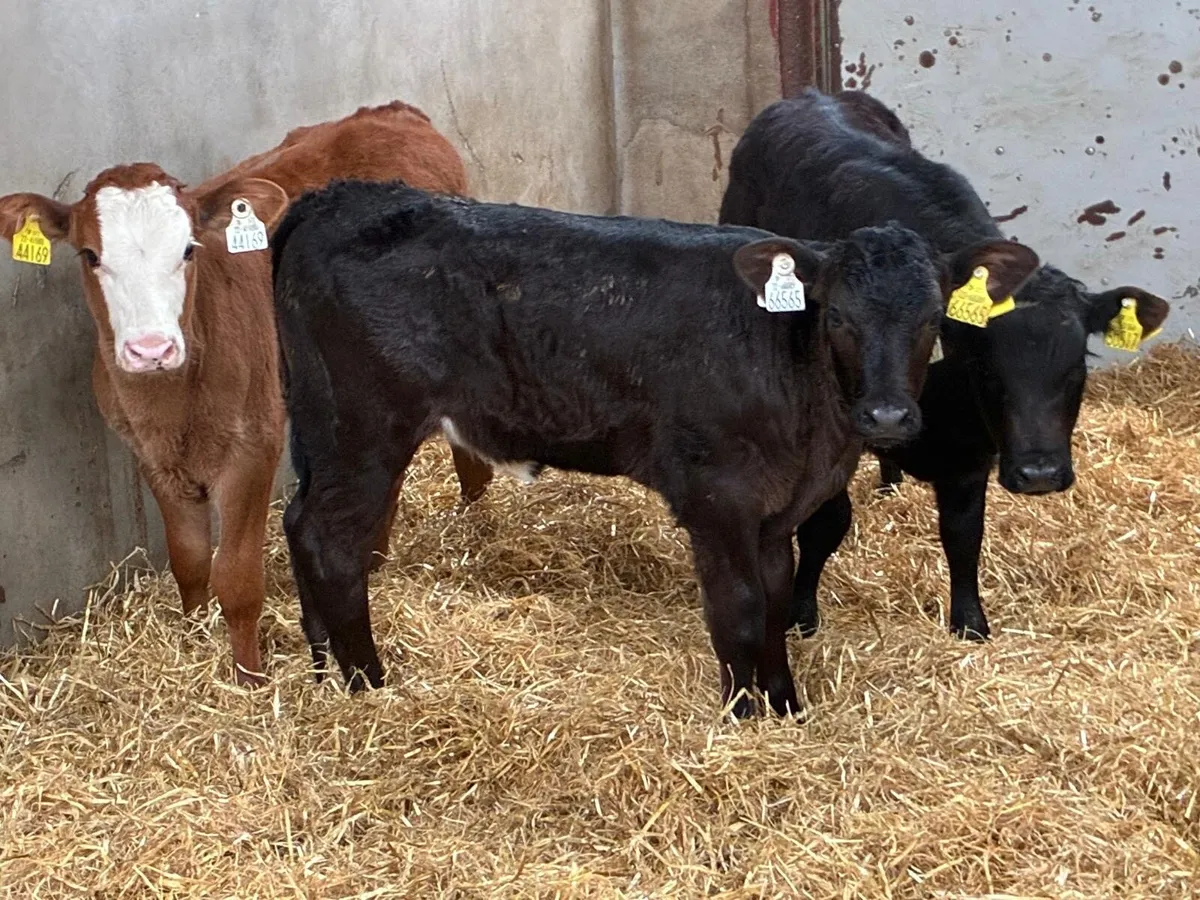 Super LIM Heifer Calves - Image 2