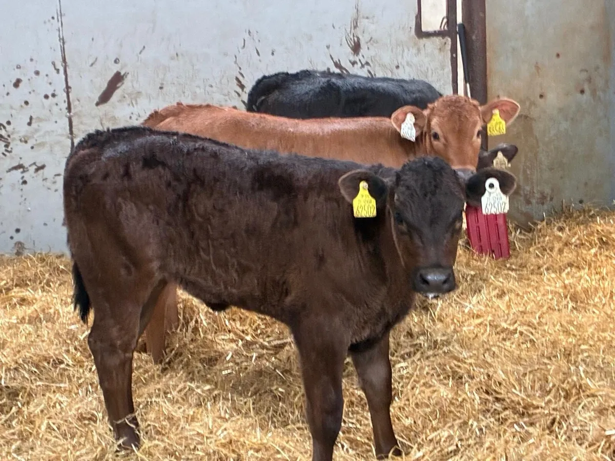 Super LIM Heifer Calves - Image 3