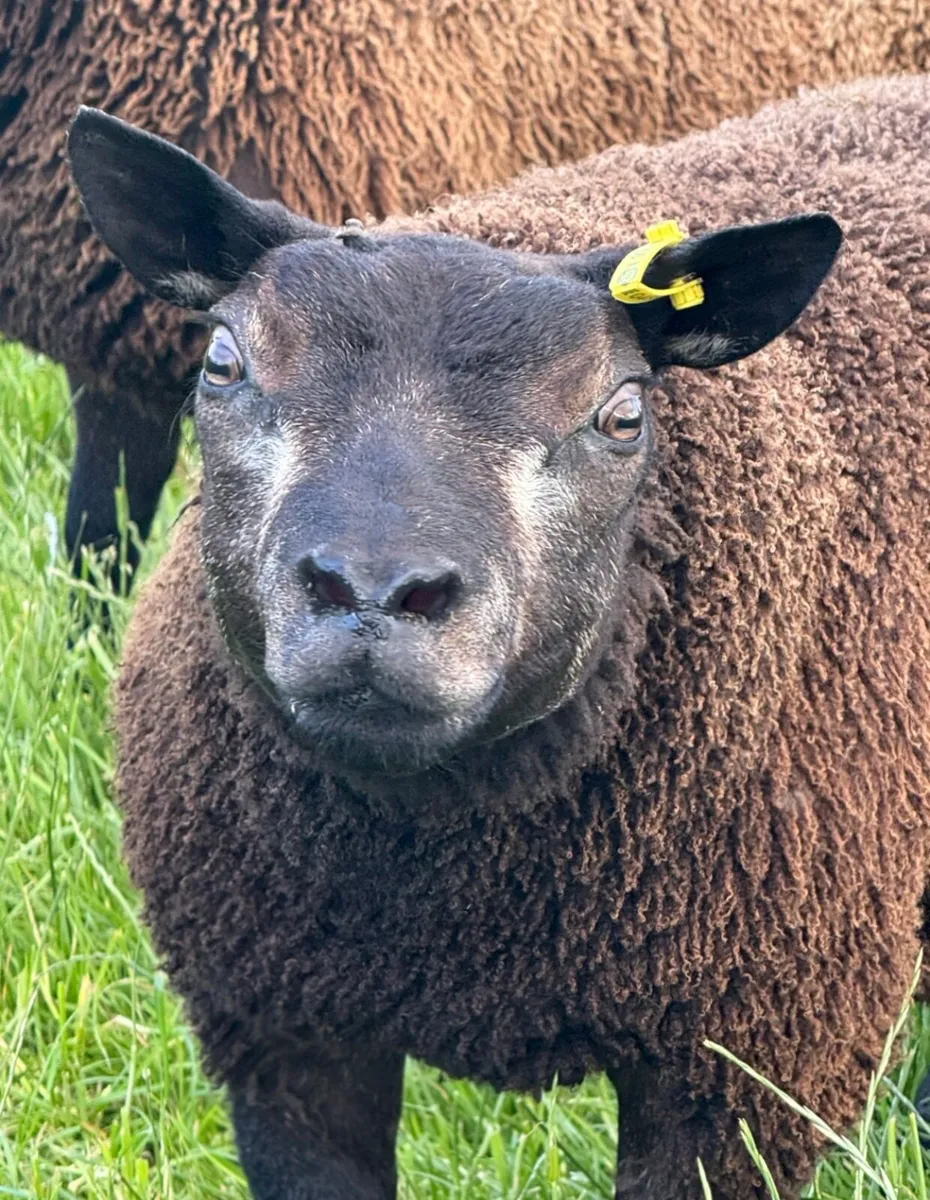 Blue Texel ewe and ram lambs - Image 2