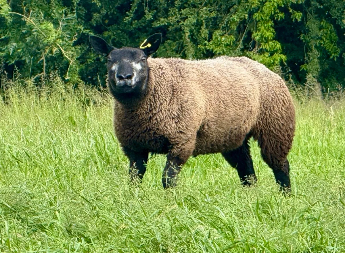 Blue Texel ewe and ram lambs - Image 3