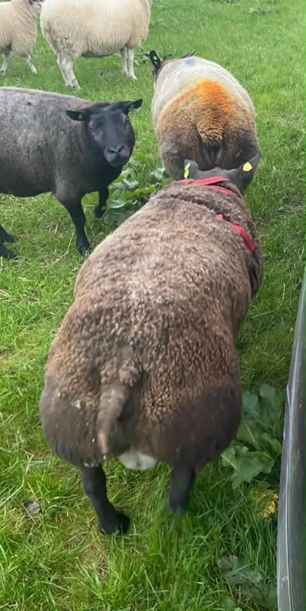 Blue Texel ewe and ram lambs - Image 4