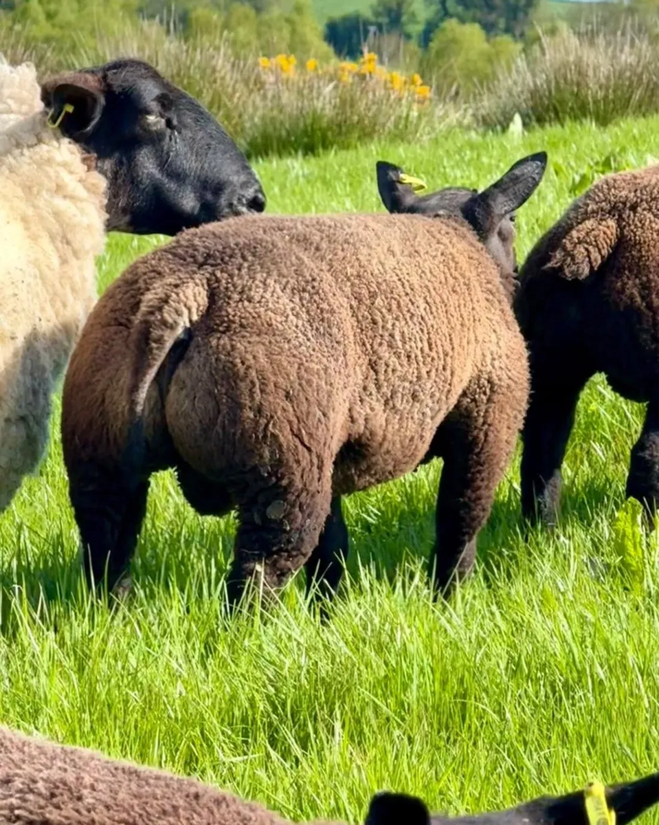 Blue Texel ewe and ram lambs - Image 1
