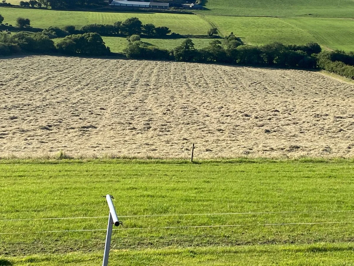 Small square bales of hay - Image 2